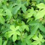 Liquidambar styraciflua ‘Gum Ball’